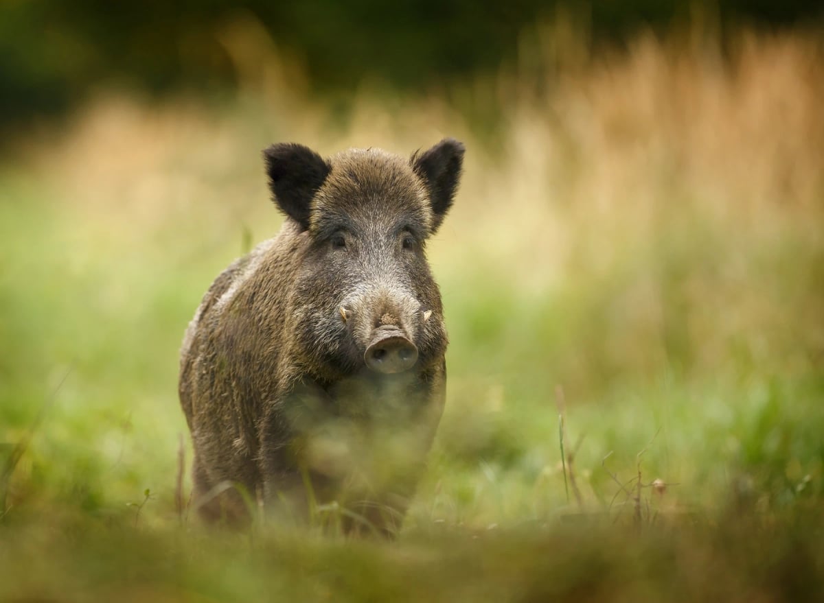 Wild Boar
