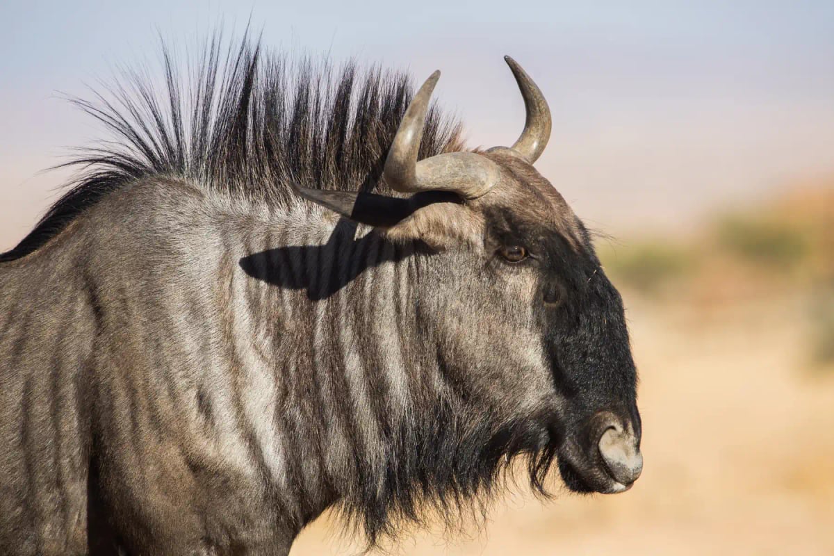 Photo by EyeEm Mobile GmbH on iStock Wildebeest in the wild
