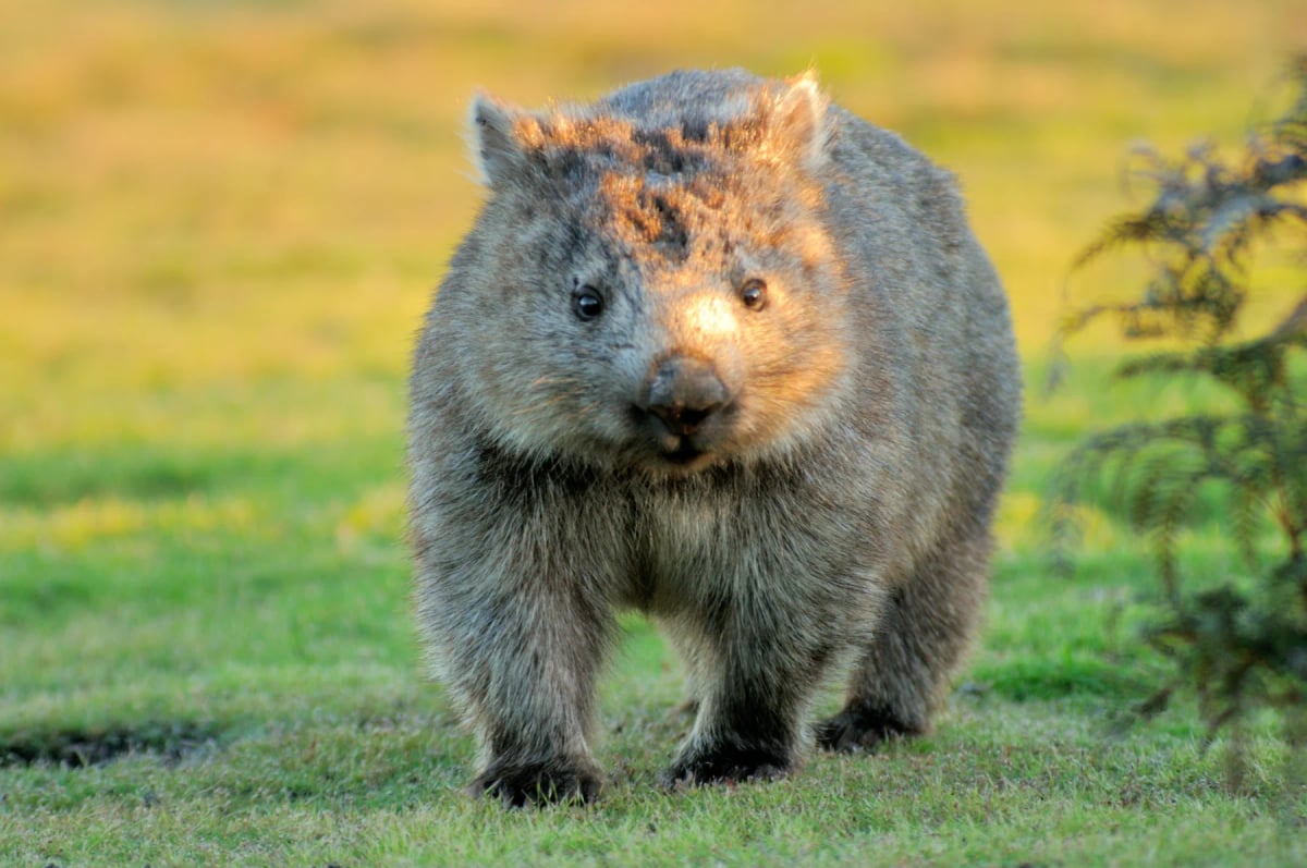 Photo by mlharing on iStock Wombat in the wild