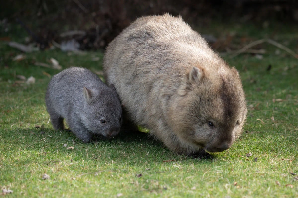 Wombat in the wild