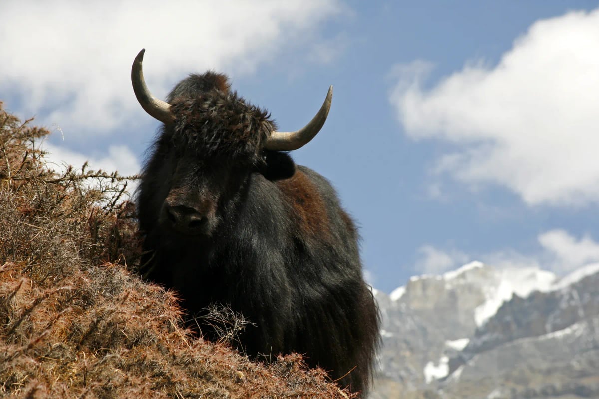 Photo by paulprescott72 on iStock Yak in the wild