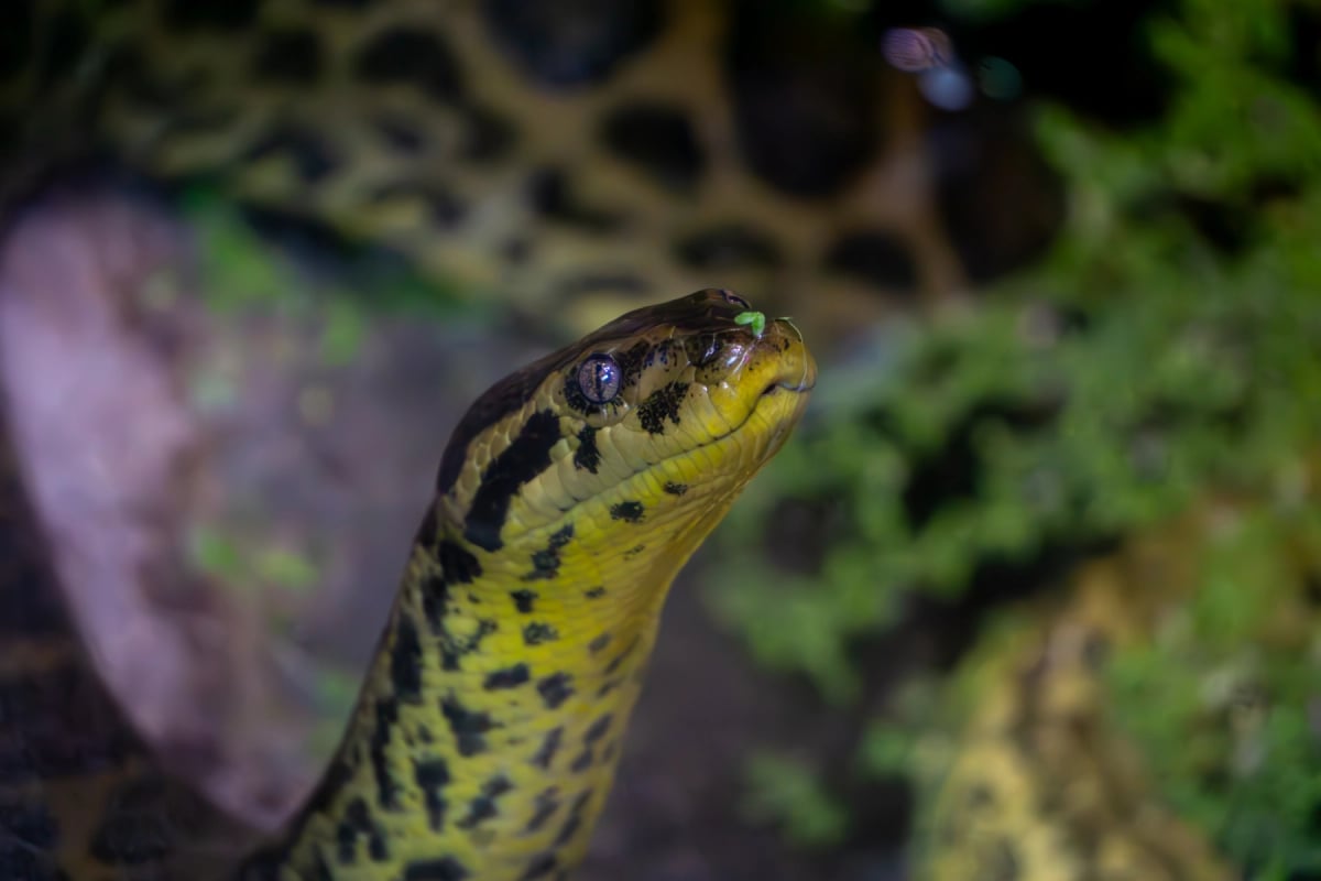 Yellow Anaconda