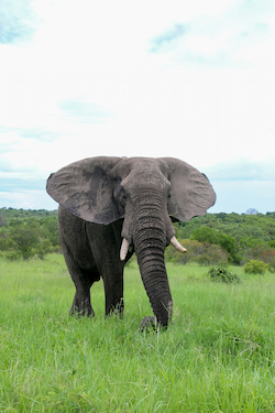 African Elephant
