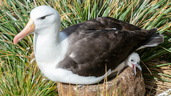Albatross