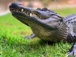 Alligator