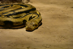 Anaconda
