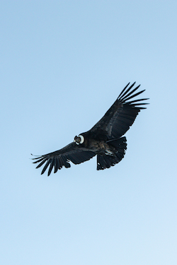 Andean Condor