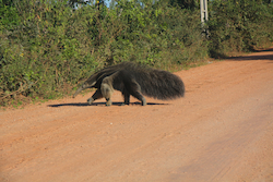 Anteater