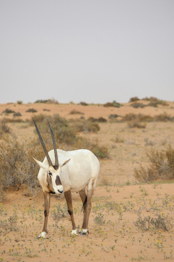 Arabian Oryx