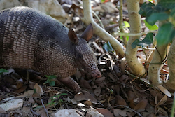 Armadillo