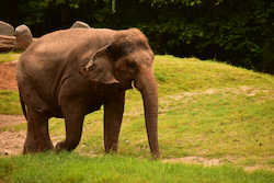 Asian Elephant