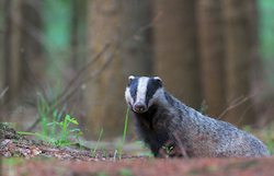 Badger