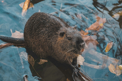 Beaver