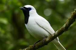 Pájaro Campana