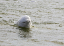 Beluga Whale