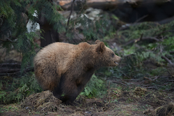 Brown Bear