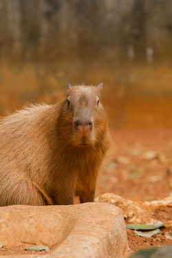Capybara