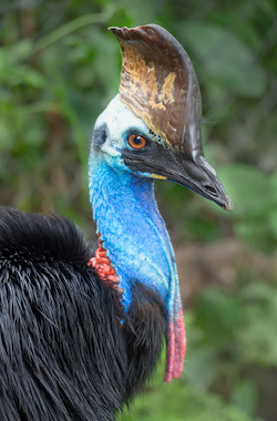 Cassowary