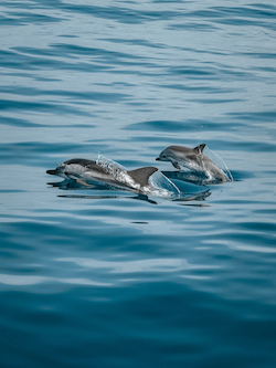 Dolphin