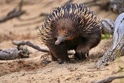 Echidna