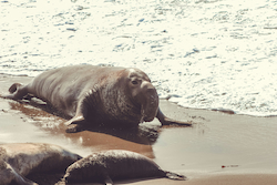 Elephant Seal
