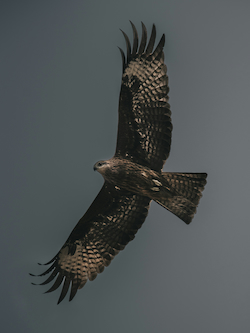 Falcon