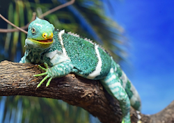 Fiji Crested Iguana