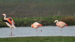 Flamingo