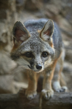 Fox