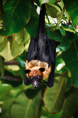 Fruit Bat