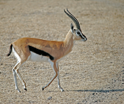 Gazelle
