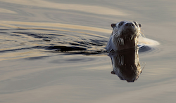 Nutria Gigante