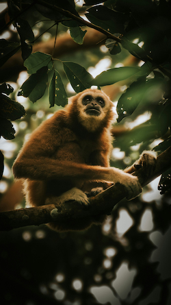 Gibbon