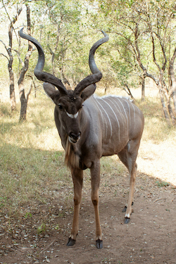 Greater Kudu