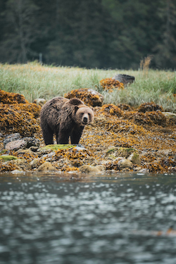 Grizzly Bear