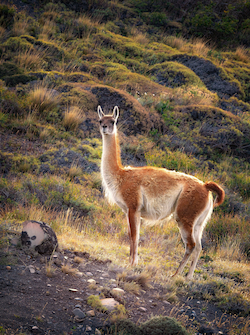 Guanaco