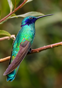 Hummingbird