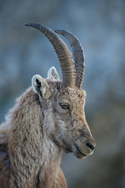 Ibex