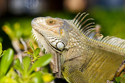 Iguana