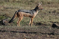 Jackal
