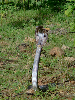 King Cobra