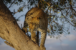 Leopard