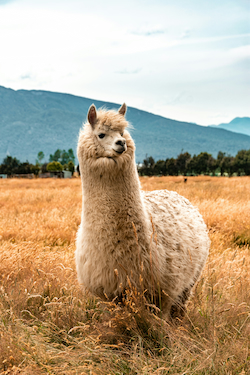 Llama