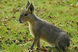 Mara
