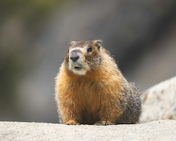 Marmot