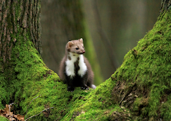 Marten