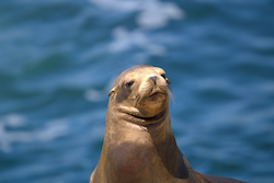 Mediterranean Monk Seal