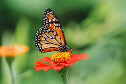 Monarch Butterfly