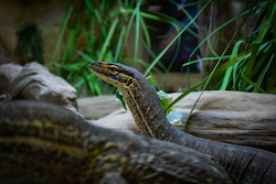 Monitor Lizard