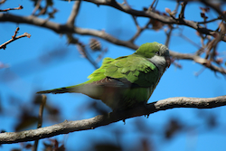 Monk Parakeet